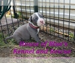 Small #18 American Pit Bull Terrier