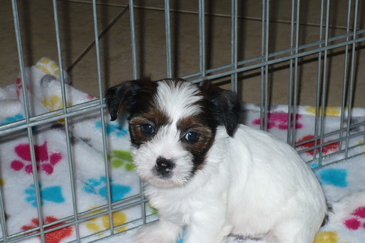 Medium Photo #3 Shorkie Tzu Puppy For Sale in ORO VALLEY, AZ, USA