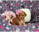 Small Photo #9 Poodle (Toy) Puppy For Sale in ELKTON, MD, USA