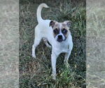 Small #4 Pug Mix