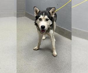 Huskies -Unknown Mix Dogs for adoption in Las Vegas, NV, USA