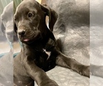 Small Photo #10 American Bandogge mastiff Puppy For Sale in FORT GARLAND, CO, USA