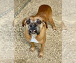 Small Boxer