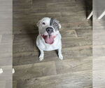 Small American Pit Bull Terrier Mix