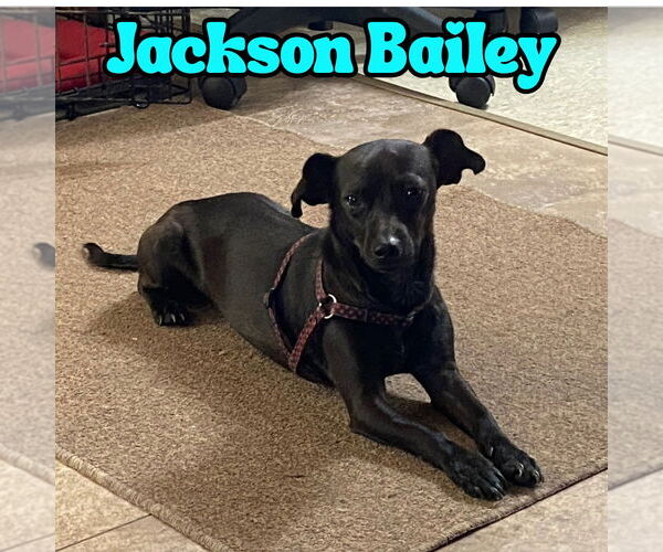 Medium Photo #4 Chiweenie Puppy For Sale in San Antonio, TX, USA