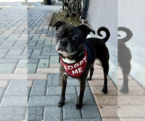Luna - Female Buggs Dog for Adoption - Photo #4