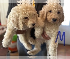Labradoodle Puppy for sale in SCOTTSDALE, AZ, USA