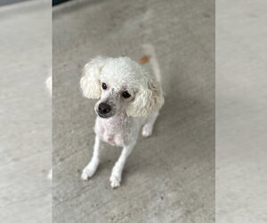 Theodore - Male Poodle (Miniature) Dog for Adoption - Photo #4