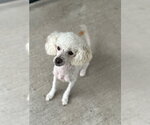 Small Photo #4 Poodle (Miniature) Puppy For Sale in Oak Bluffs, MA, USA