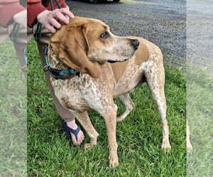 Bootleg - Sponsored! - Male English Coonhound-Unknown Mix Dog for Adoption - Photo #4