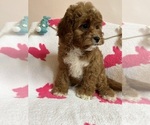 Small Photo #7 Cavapoo Puppy For Sale in SYLMAR, CA, USA
