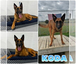 Dutch Shepherd -German Shepherd Dog Mix Dogs for adoption in Pierceton , IN, USA