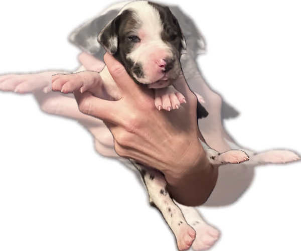 Medium Photo #16 Great Dane Puppy For Sale in WILLIS, TX, USA