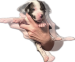 Small Photo #16 Great Dane Puppy For Sale in WILLIS, TX, USA