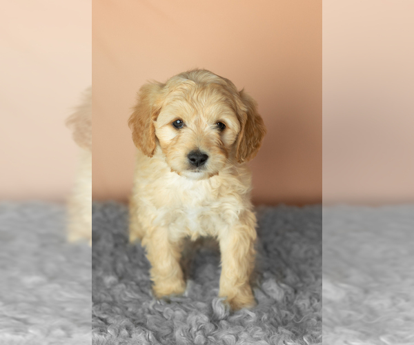 Medium Photo #3 Golden Cavadoodle Puppy For Sale in MILLERSBURG, IN, USA