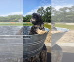 Small #2 Miniature American Shepherd-Poodle (Toy) Mix