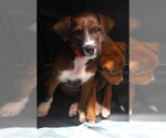 Small Mutt