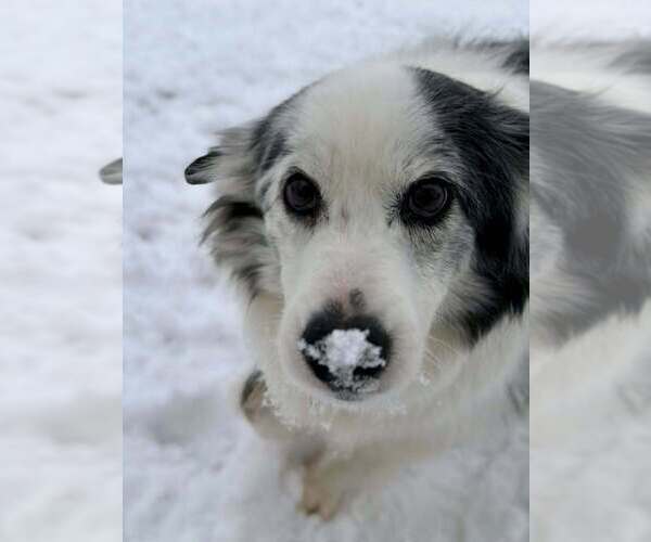 Medium Photo #10 Australian Shepherd-Unknown Mix Puppy For Sale in New York, NY, USA