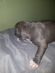 Small Photo #4 American Pit Bull Terrier Puppy For Sale in GRIFFIN, GA, USA