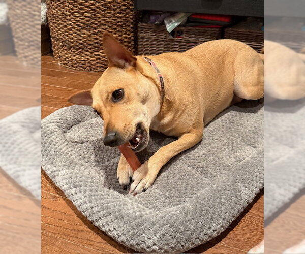 Medium Photo #3 Labrador Retriever-Unknown Mix Puppy For Sale in Jefferson, NJ, USA