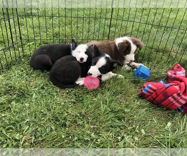 Medium Photo #3 Border Collie Puppy For Sale in LEXINGTON, VA, USA