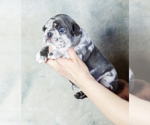 Medium Photo #6 French Bulldog Puppy For Sale in COCOA, FL, USA