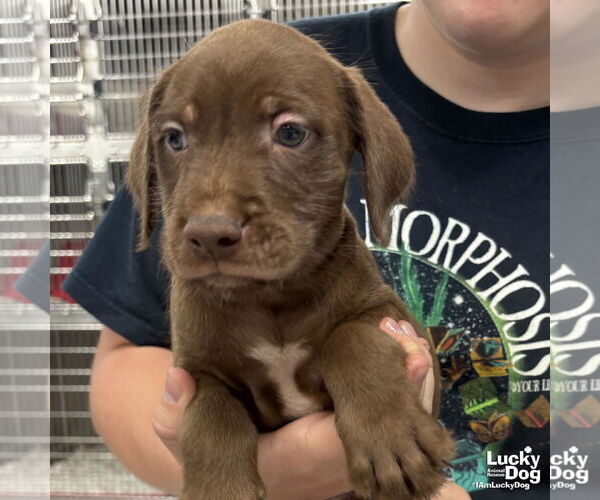 Medium Photo #3 Labrador Retriever-Unknown Mix Puppy For Sale in Washington, DC, USA