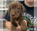 Small #2 Labrador Retriever Mix