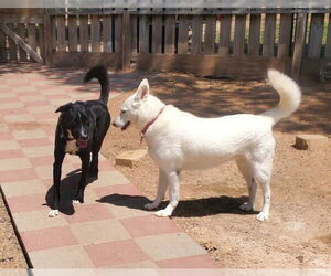 Ozzie - Male Borador Dog for Adoption - Photo #4