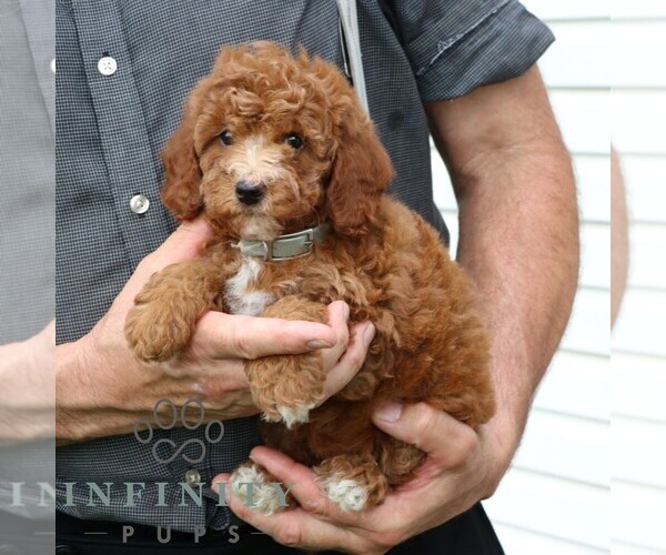 Medium Photo #3 Goldendoodle (Miniature) Puppy For Sale in GORDONVILLE, PA, USA
