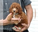 Small #2 Goldendoodle (Miniature)