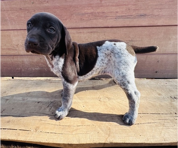 Medium Photo #1 German Shorthaired Pointer Puppy For Sale in WOODLAND PARK, CO, USA