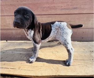 German Shorthaired Pointer Puppy for sale in WOODLAND PARK, CO, USA
