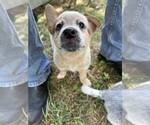 Puppy Puppy 3 Australian Cattle Dog