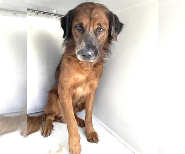 Medium Photo #2 Golden Shepherd Puppy For Sale in Houston, TX, USA