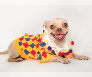 Shaboozy - Female Chug Dog for Adoption - Photo #3