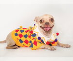 Small Photo #3 Chug Puppy For Sale in Phoenix, AZ, USA