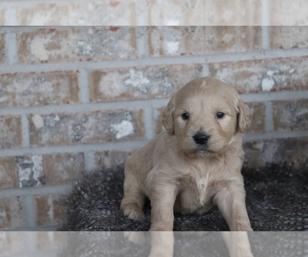 Medium Photo #4 English Cream Golden Retriever-Poodle (Standard) Mix Puppy For Sale in ADOLPHUS, KY, USA