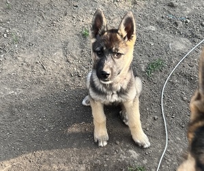 German Shepherd Dog-Siberian Husky Mix Puppy for sale in AINSWORTH, IA, USA
