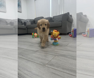 Medium Golden Retriever