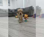 Puppy Puppy 5 Golden Retriever