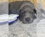 Puppy 2 Blue Females Great Dane