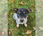 Small Photo #6 Australian Cattle Dog Puppy For Sale in NEW YORK MILLS, MN, USA
