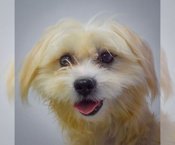 Medium Photo #6 Maltese-Unknown Mix Puppy For Sale in Huntley, IL, USA