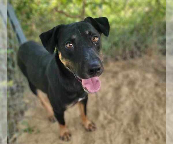 Medium Photo #3 Rottweiler-Unknown Mix Puppy For Sale in Anniston, AL, USA