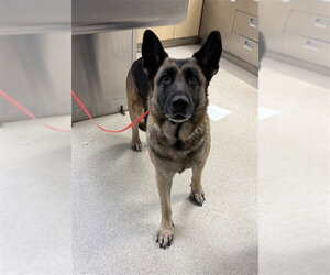 German Shepherd Dog Dogs for adoption in Riverside, CA, USA