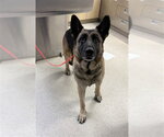 Small German Shepherd Dog