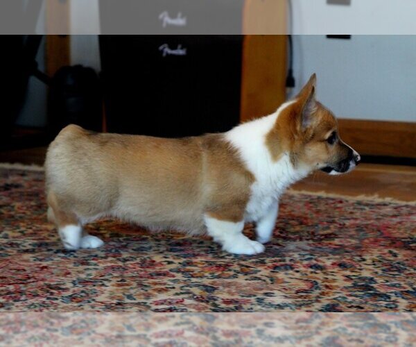 Medium Photo #10 Pembroke Welsh Corgi Puppy For Sale in FAIR GROVE, MO, USA