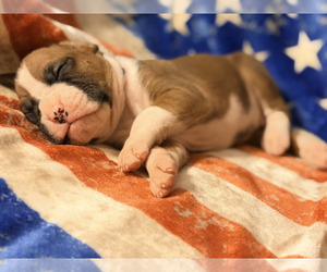 Boxer Puppy for Sale in WALNUT GROVE, Missouri USA