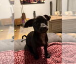 Small Chihuahua Mix